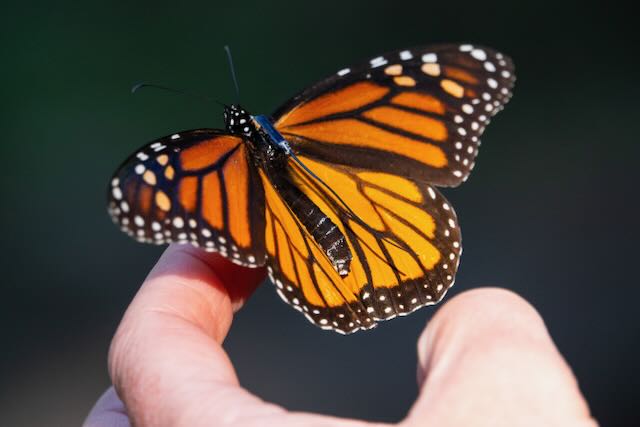 BlūMorpho tag on monarch